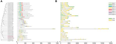 Genome-wide identification and expression analysis of the C2H2-zinc finger transcription factor gene family and screening of candidate genes involved in floral development in Coptis teeta Wall. (Ranunculaceae)